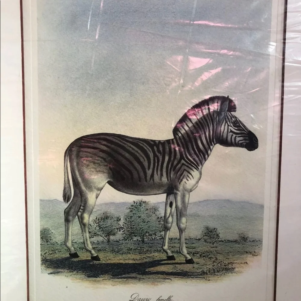 DAUW FEMELLE by Frederic‎ Cuvier Animals of Africa
